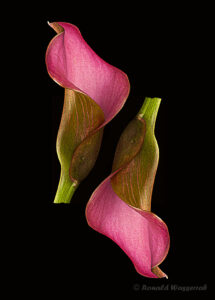 Calla-Doppelblüte