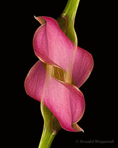 Verschlungene Calla-Blüten
