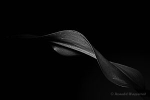 Calla-Blatt