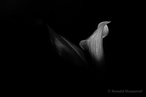 Calla-Blüte in Schwarzweiß