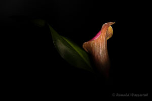 Calla-Blüte in Farbe