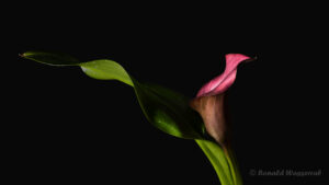 Calla-Blüte mit Blatt