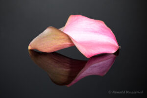 Calla-Blüte auf schwarzem Plexiglas