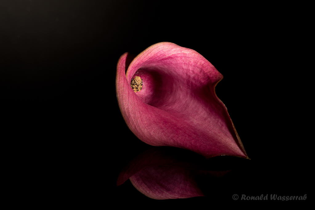 Blüte auf schwarzem Plexiglas