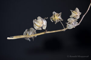 Physalis