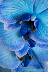 Phalaenopsis "Magic Blue"