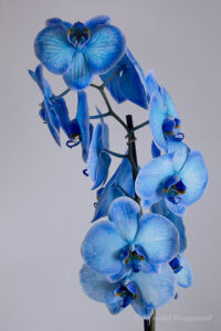 Phalaenopsis "Magic Blue"
