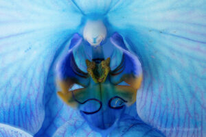 Blaue Schmetterlings-Orchidee