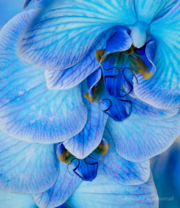 Phalaenopsis "Magic Blue"