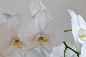 Phalaenopsis "Magic Blue"