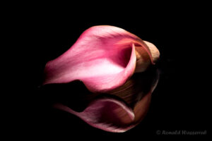 Calla-Blüte auf schwarzem Plexiglas