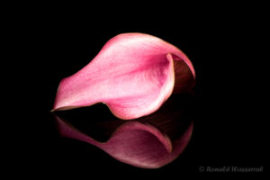 Calla-Blüte auf schwarzem Plexiglas