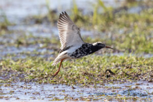 Kampfläufer im Ochsenmoor am Dümmer