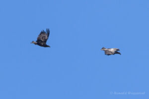 Seeadler über dem Ochsenmoor am Dümmer