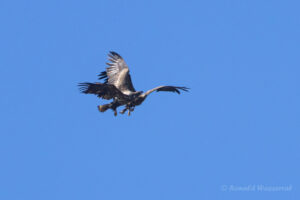 Seeadler über dem Ochsenmoor am Dümmer