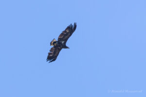 Seeadler über dem Ochsenmoor am Dümmer