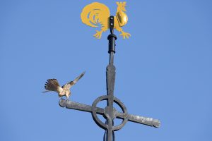 Turmfalke auf dem Kirchenkreuz