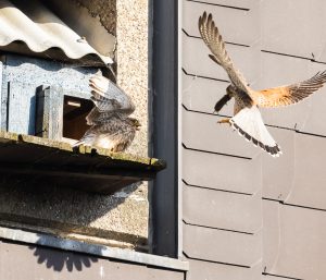 Turmfalke mit Brautgeschenk