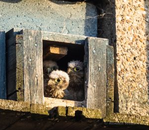 Die Turmfalken-Nestlinge warten auf Futter