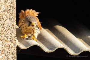 Während der Fütterung wartet der andere Elternvogel in der Nähe