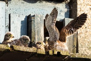 Flugübungen stählen die Muskeln der Turmfalken