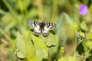 Osterluzeifalter auf seiner Futterpflanze