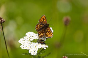 Urlaub in Höchenschwand - Wachtelweizen-Scheckenfalter