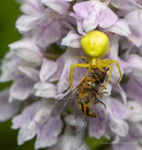 Urlaub in Höchenschwand - Krabbenspinne mit Opfer auf Orchidee