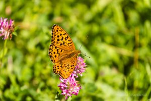 Urlaub in Höchenschwand - Mittlerer Perlmuttfalter