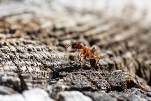 Urlaub in Höchenschwand - Ameise im Scheibenlechtenmoos