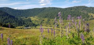 Urlaub in Höchenschwand - Blick über das Menzenschwander Tal