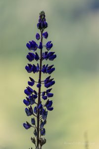 Urlaub in Höchenschwand - Lupine am Schwinbach