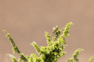 Urlaub in Höchenschwand - Neuntöter mit Futter