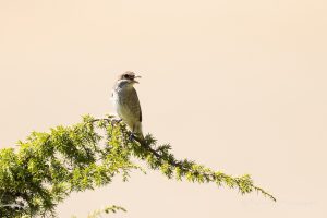 Urlaub in Höchenschwand - Neuntöter