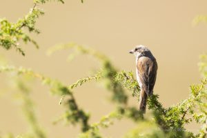 Urlaub in Höchenschwand - Neuntöter