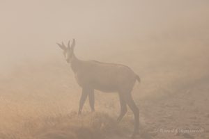 Urlaub in Höchenschwand - Gämse am Hoheneck