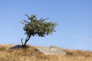 Urlaub in Höchenschwand - Baum am Hoheneck