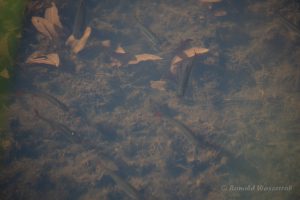 Urlaub in Höchenschwand - Fische in der Stillen Reuss