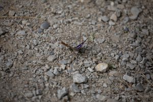 Urlaub in Höchenschwand - Kleiner Schillerfalter am Klingnauer Stausee