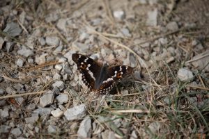 Urlaub in Höchenschwand - Kleiner Schillerfalter am Klingnauer Stausee