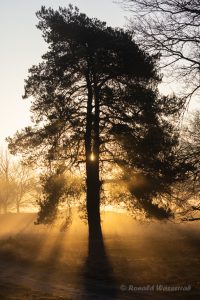 Morgenstimmung im De Meinweg