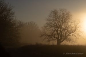 Sonnenaufgang im De Meinweg