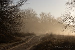 Morgenstimmung im De Meinweg