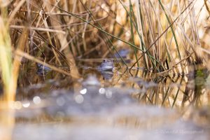 Blaue Frösche im De Meinweg