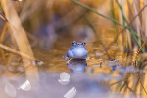 Blaue Frösche im De Meinweg