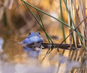 Blaue Frösche im De Meinweg