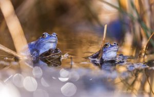 Blaue Fösche im De Meinweg