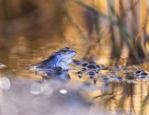 Blaue Frösche im De Meinweg