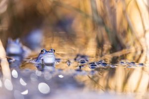 Blaue Frösche im De Meinweg