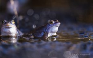 Moorfrosch im De Meinweg